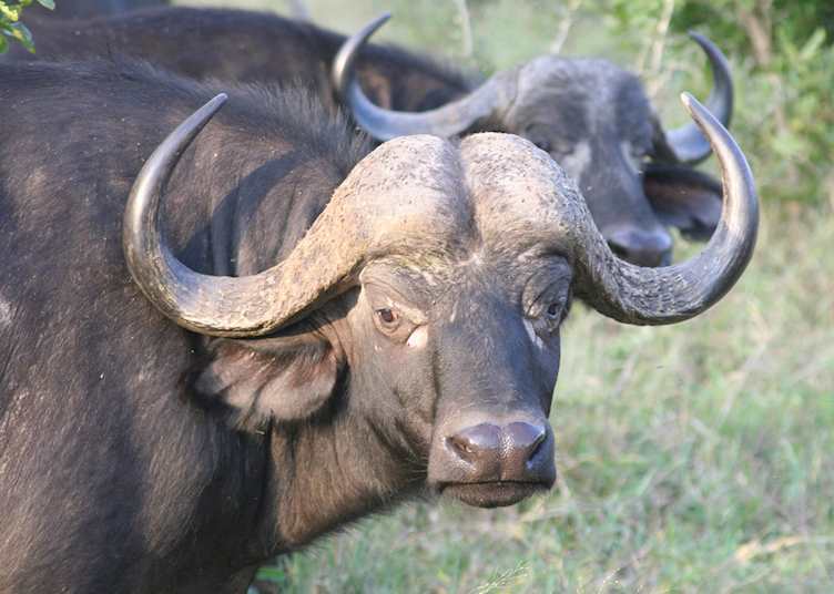 Buffalo pair