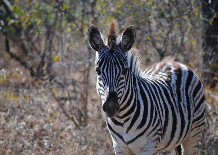 Young zebra on the Thornybush Private Game Reserve