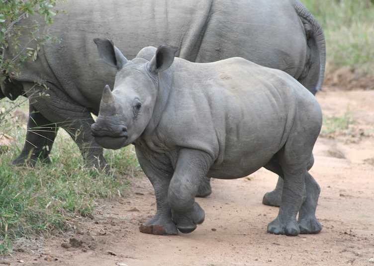 White rhino calf, Thornybush Private Game Reserve