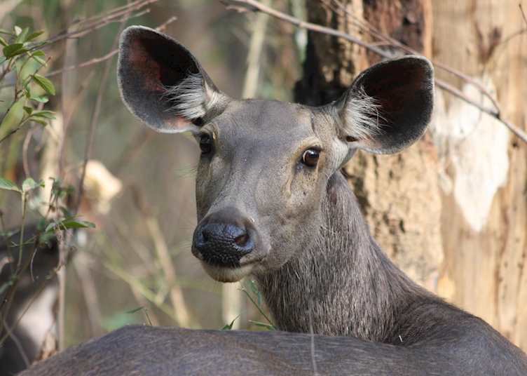 Sambar deer