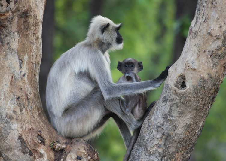 Mother and baby langur