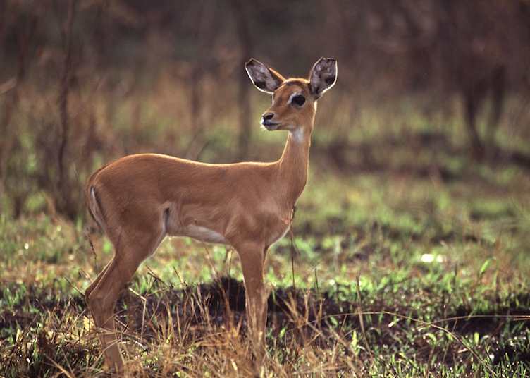 Baby impala, Semliki Wildlife Reserve