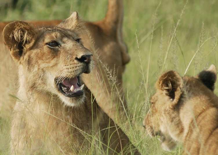 Semliki Wildlife Reserve, Uganda