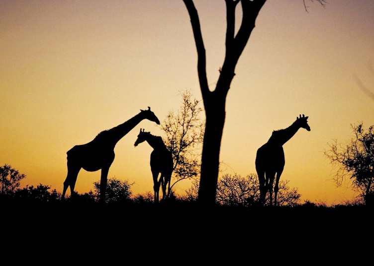 Giraffes in the sunset, Eastern Cape