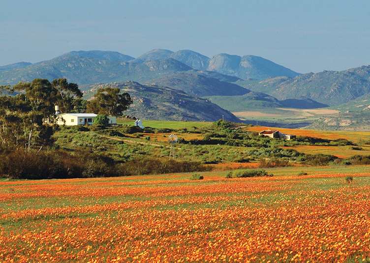Spring flowers, Namaqualand