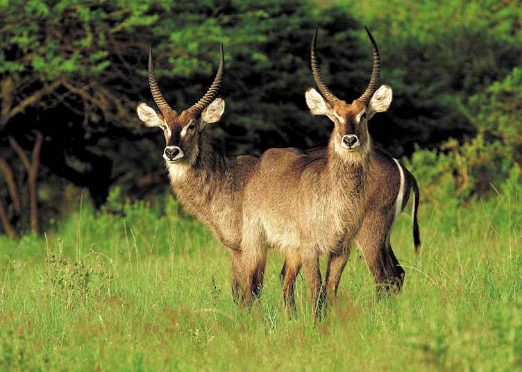 Waterbuck, Hluhluwe-Umfolozi Game Reserve