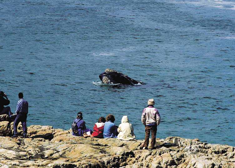 Whale watching from shore, Hermanus