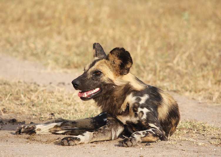 Wild dog, Madikwe Game Reserve