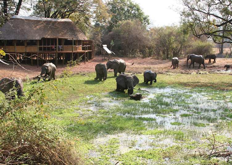 Elephants at the waterhole, Bilimungwe Bushcamp, South Luangwa National Park