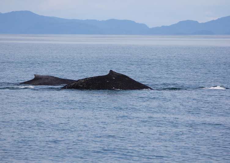 Whales, Meares Glacier