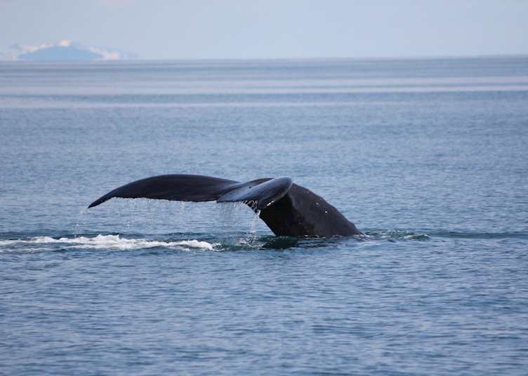 Whale fluke, Meares Glacier