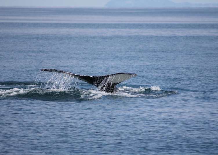 Whale fluke, Meares Glacier