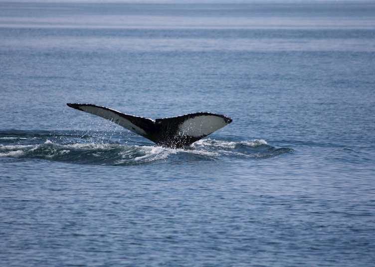Whale fluke, Meares Glacier
