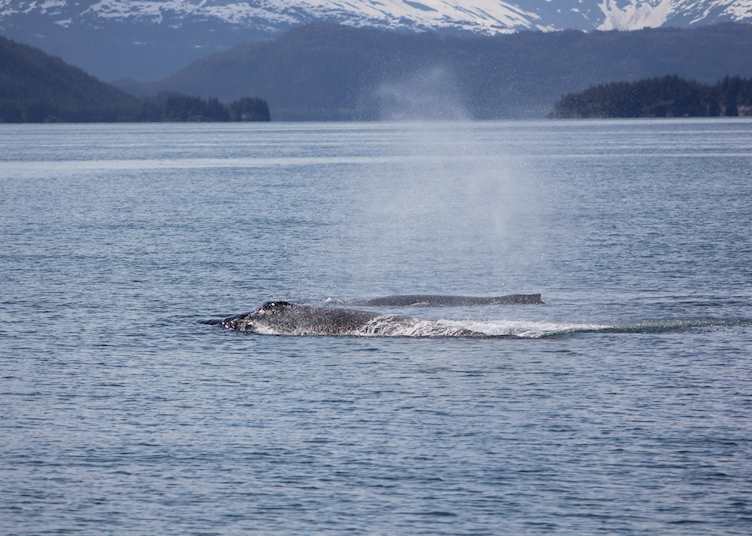 Minke whale, Meares Glacier