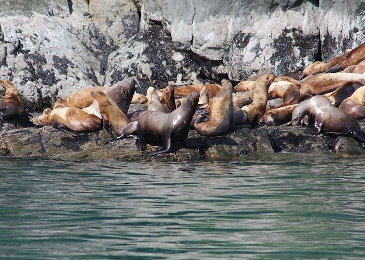 Seals, Meares Glacier