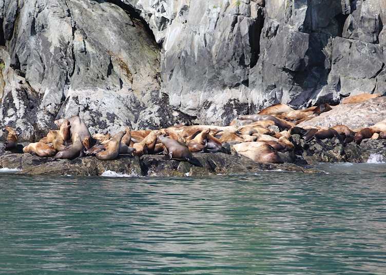 Seals sunbathing, Meares Glacier