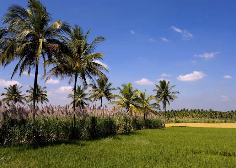 The landscape outside Mysore