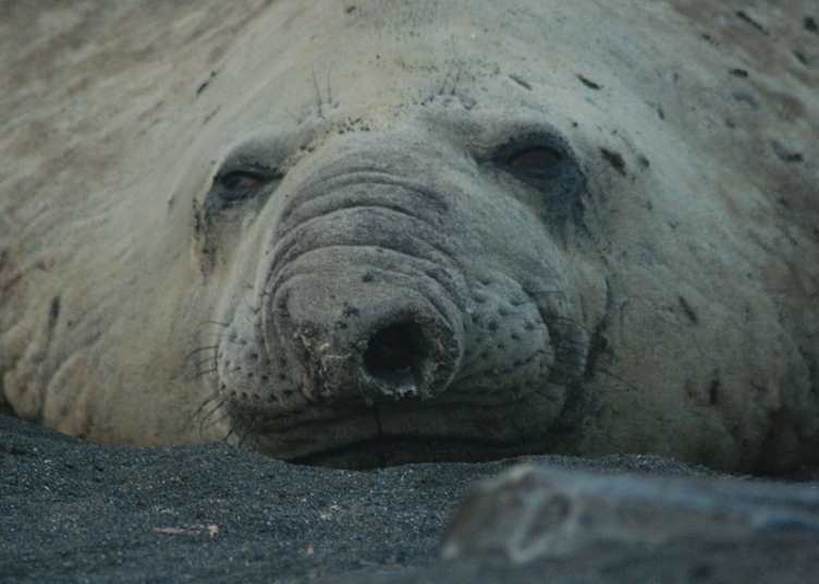 South Georgia, Antarctica