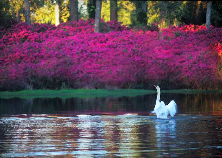 Airlie Gardens, Wilmington