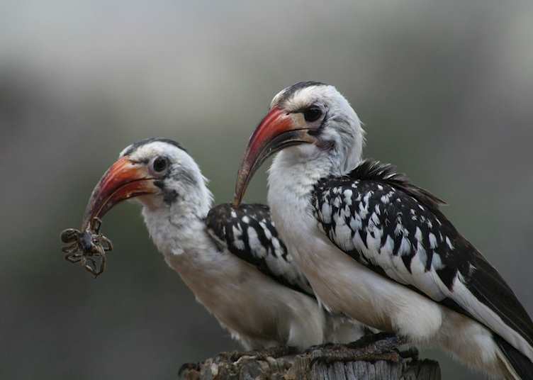 Red-billed hornbill pair, Sosian Ranch