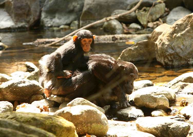 Chimpanzee mother and baby, Mahale Mountains National Park
