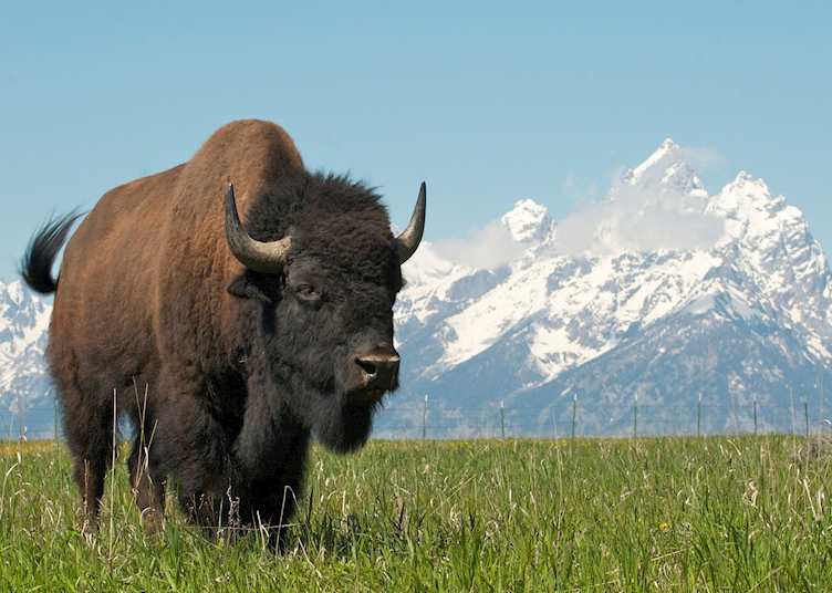 A bison in Grand Teton National Park