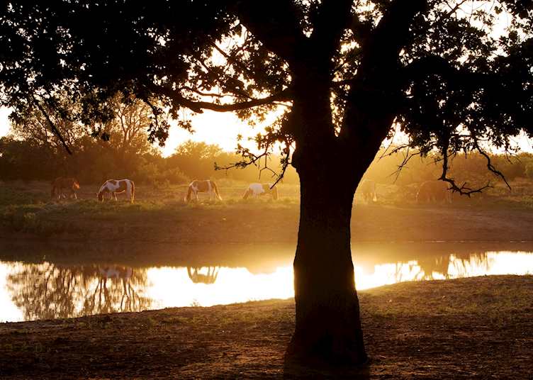 Horses at Wildcatter Ranch