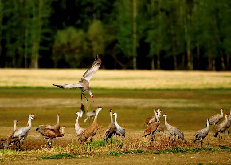 Sandhill Cranes, Fairbanks, Alaska