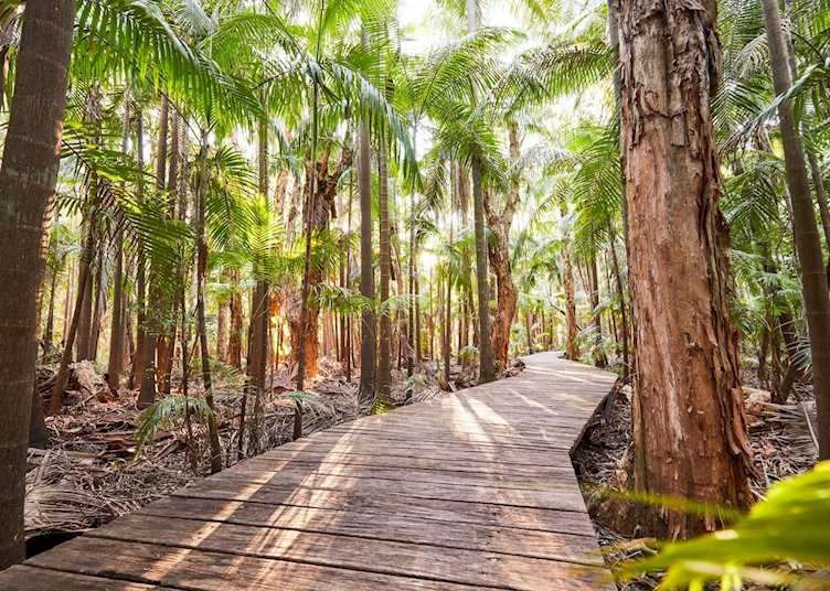 Rainforest, Byron Bay