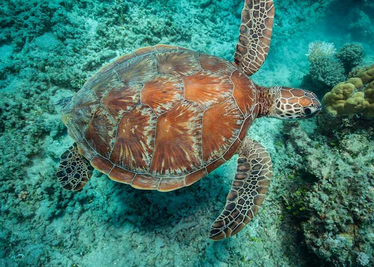 Australia green turtle Great Barrier Reef, Great Barrier Island