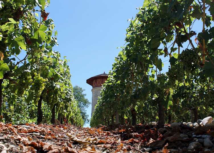 In the vines, Médoc wine region, France