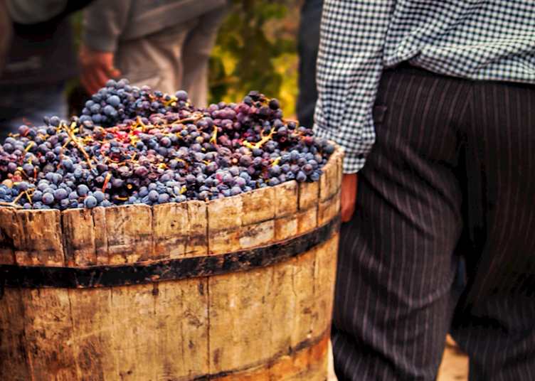 Harvested grapes, France