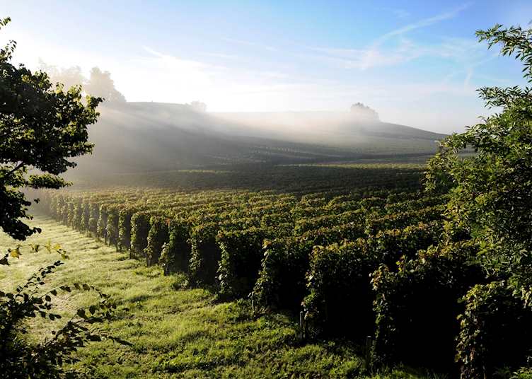 Vineyards of Saint-Émilion at dawn
