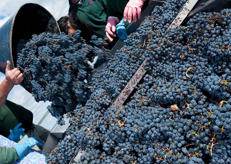 Harvesting grapes, Saint-Émilion