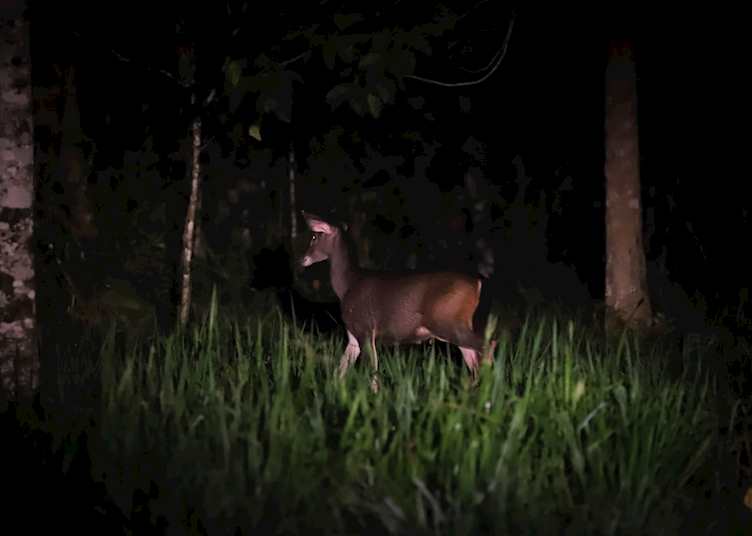 Wildlife sighting, Deramakot