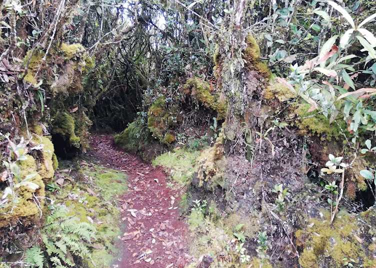 Mossy Forest Trek