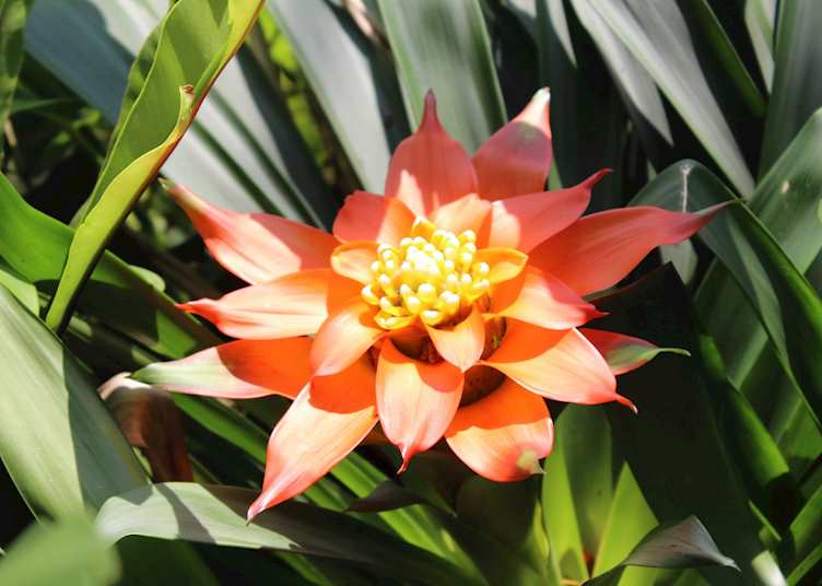 Perdana Botanical Gardens