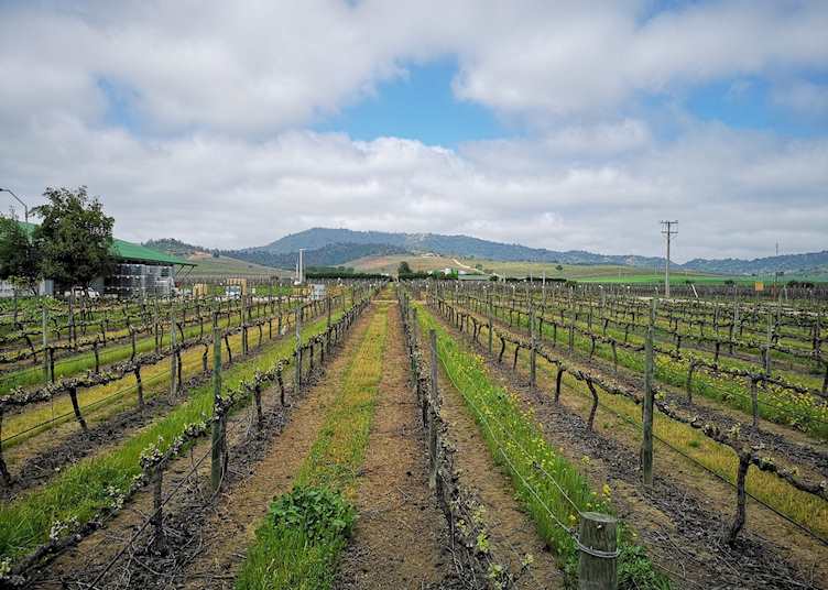 A vineyard in the Casablanca Valley 