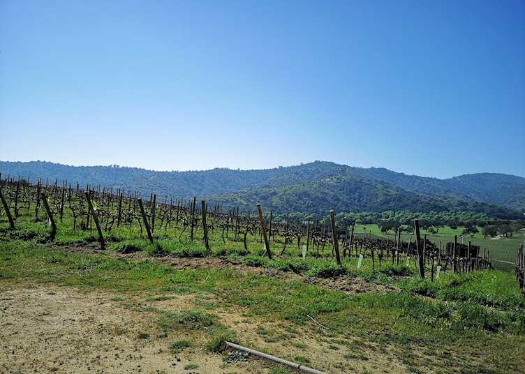 Vineyard scenery in the Casablanca Valley