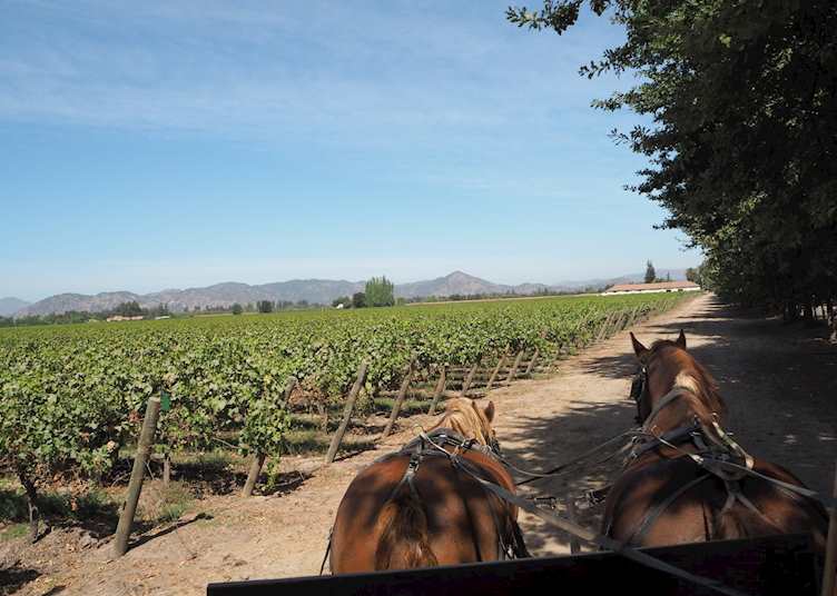 Exploring the vineyards in Colchagua Valley