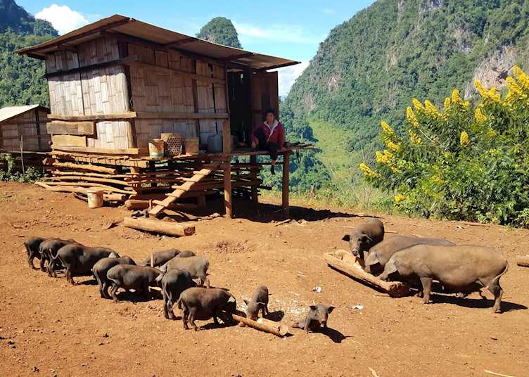 Pigs in a local village, Northern Thailand