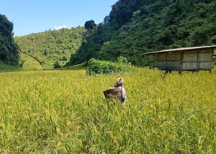 Local farmer working in the fields of Mae Hong Son