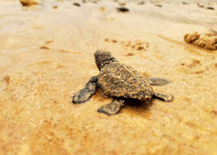 Releasing baby sea turtles
