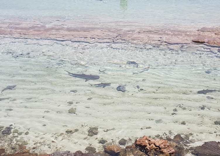 Blacktip reef sharks at Heron Island 