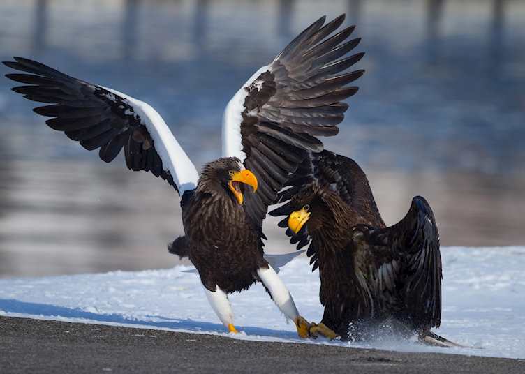 Steller's sea eagle in Hokkaido