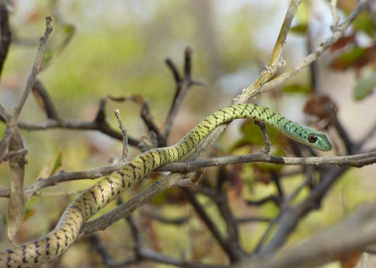Snake
