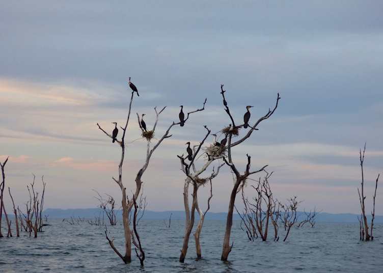 Cormorants
