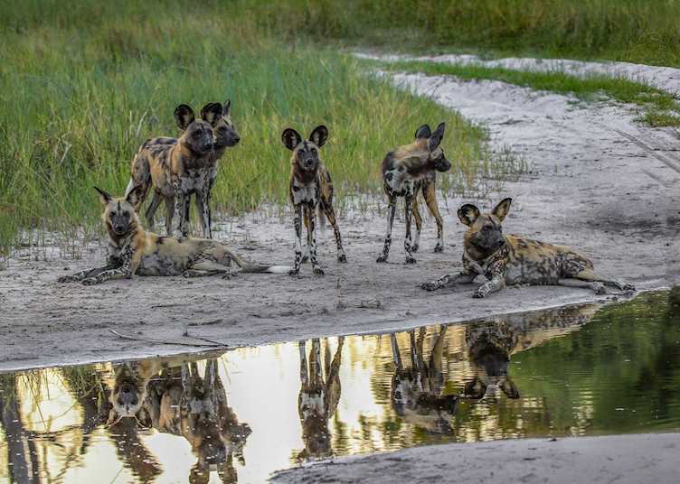 Painted dogs in the Okavango Delta