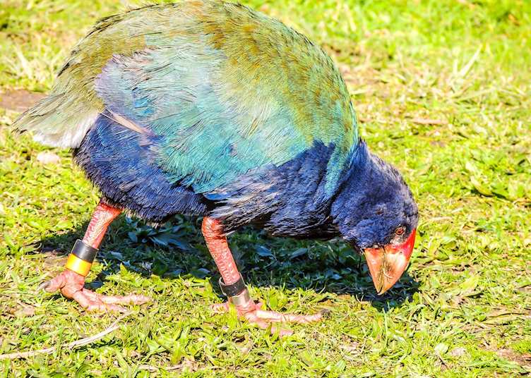Takahe, Tiritiri Matangi Island