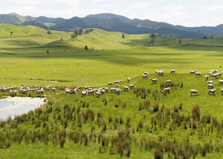 Wairarapa scenery
